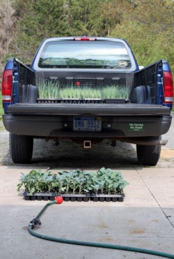 truck with plants